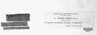 Calicium tigillare image